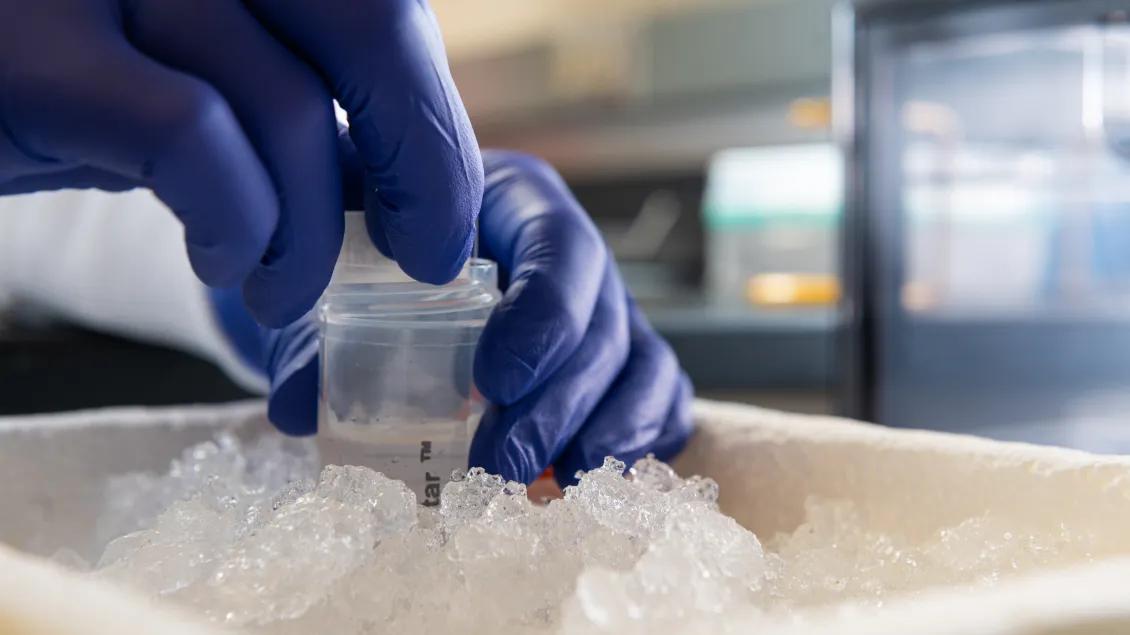 Gloved hands place a clear sample container into a box of ice in a laboratory