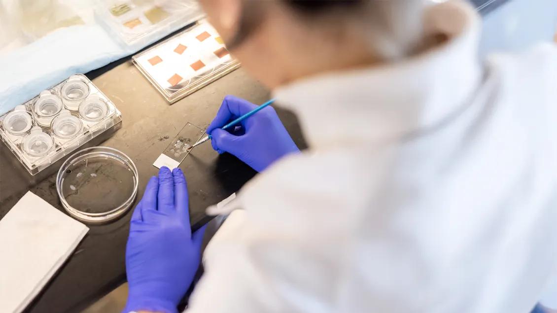 close-up of researcher working on slide