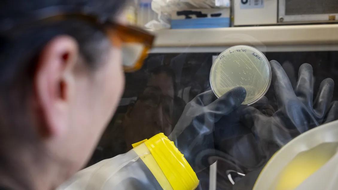 Kwi looking at a culture plate in the anaerobic chamber