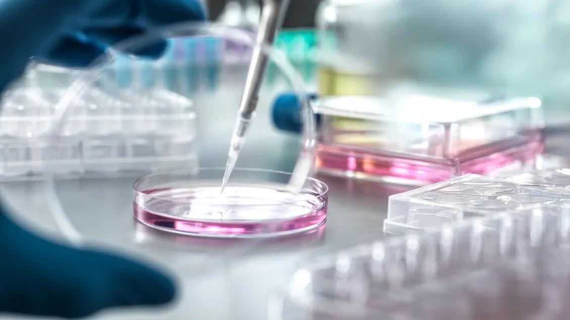 a gloved hand holding a petri dish containing pink liquid, while a pipette dispenses solution into the dish. 
