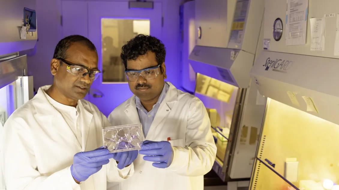 Two scientists in a lab, wearing white coats and blue gloves, examine a petri dish.