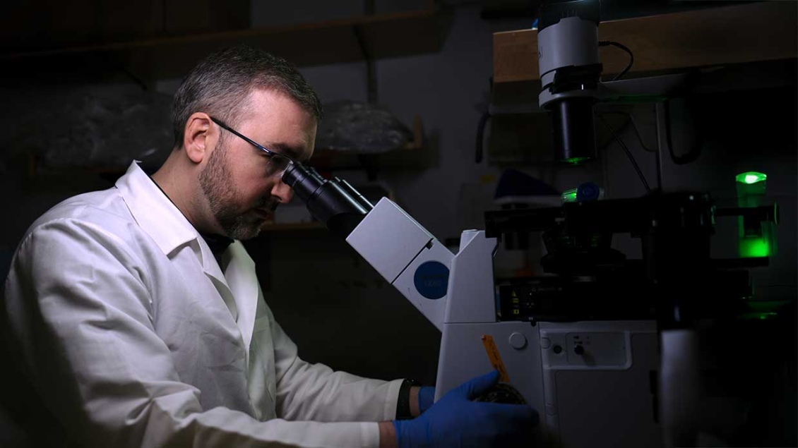 Scientist sits at microscope in laboratory