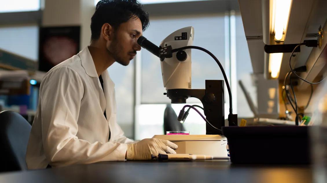 A person, wearing a white coat, sits in a lab looking into a microscope.