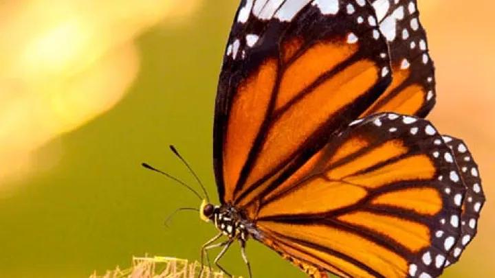 A butterfly decorative image