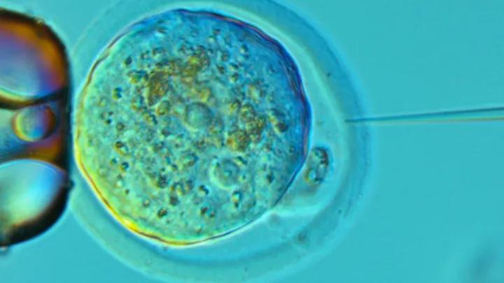 A cell being engineered