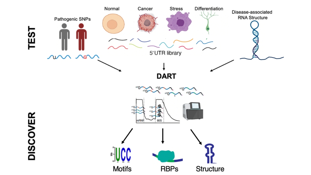 chart of gene expression diagrams