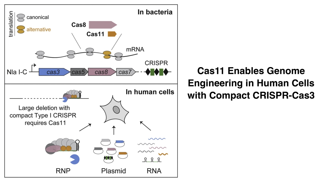 chart of gene expression diagrams