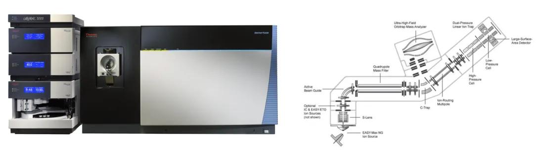 Orbitrap Fusion Tribid used by the Proteomics Resource Facility