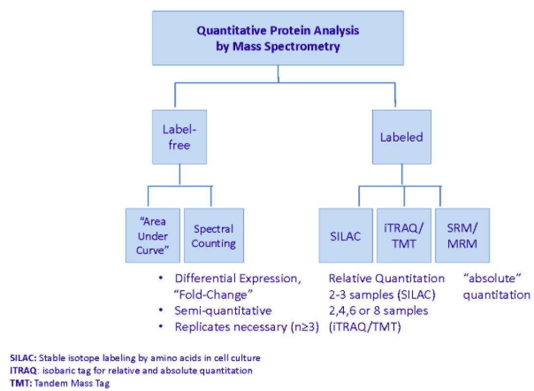 flow chart of Quantitative Protein Analysis by Mass Spectrometry