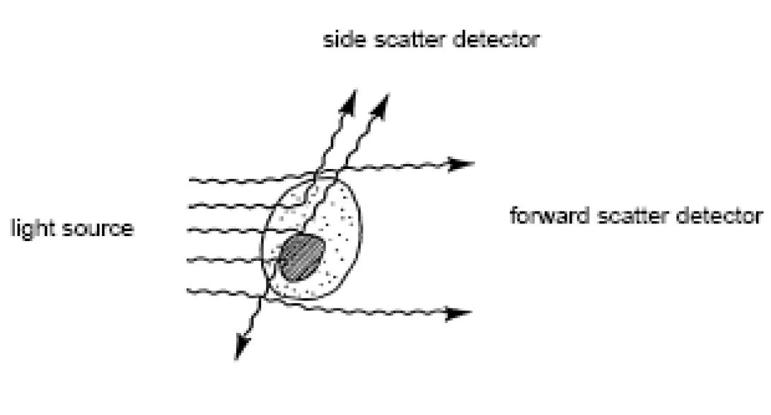 Flow Cytometry scattered light illustrations