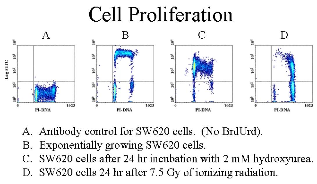 Flow Cytometry BRDU illustration