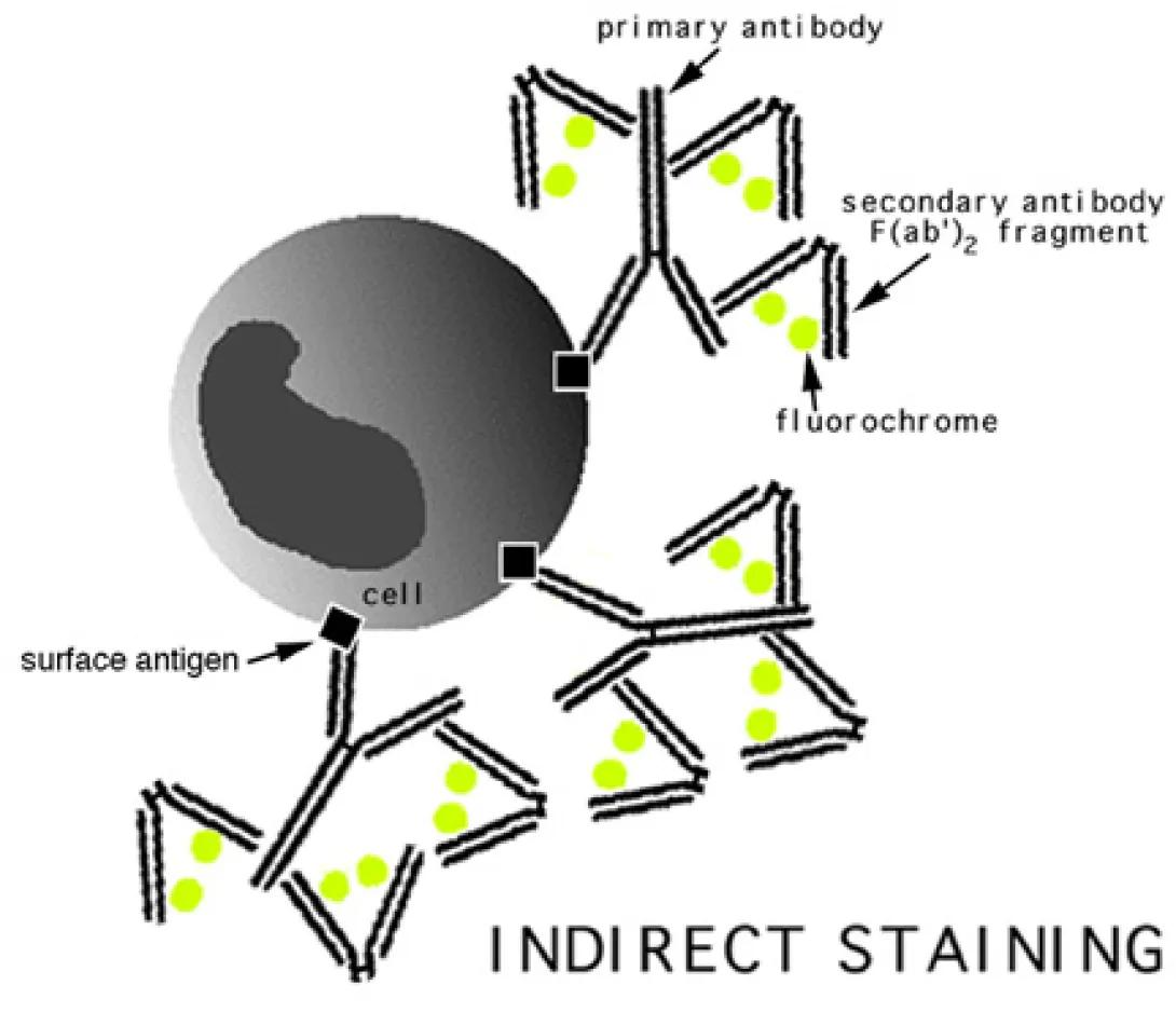 Flow Cytometry antibody coagulation illustration