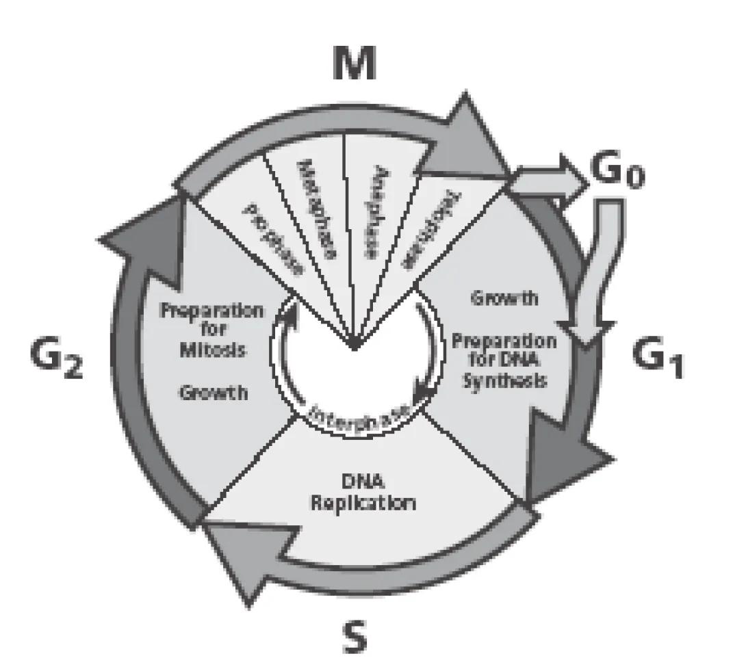 Flow Cytometry circle of life illustration