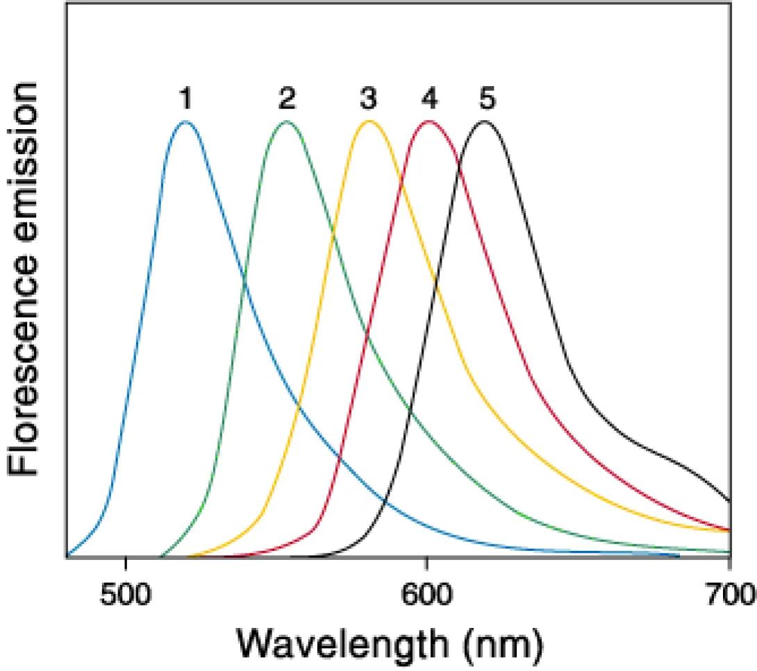 Flow Cytometry fluorochromes illustration