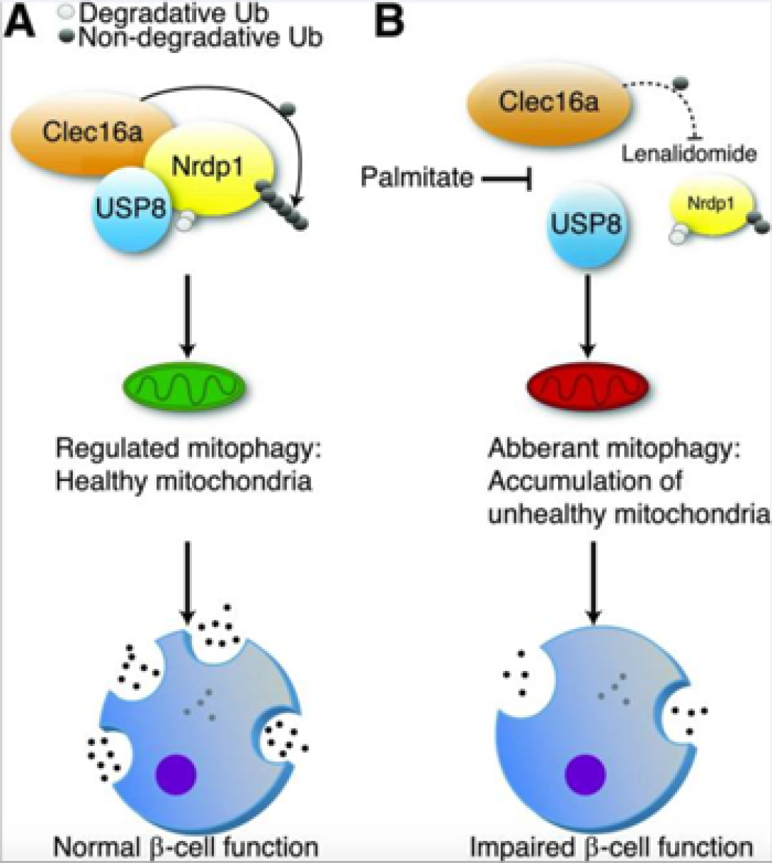 intmedmendresearchsoleimanppourbcellfunction