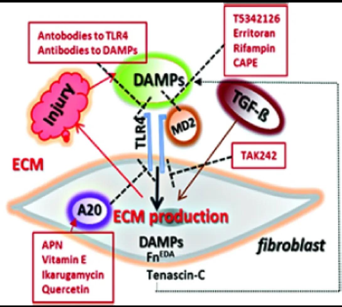 intmedrheumvargalabresearchdampsrev2