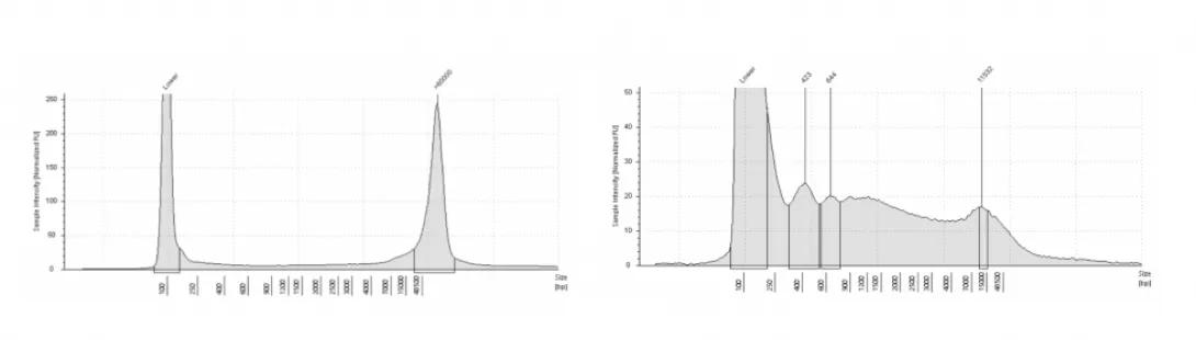 scientific chart of DNA size on Agilent TapeStation