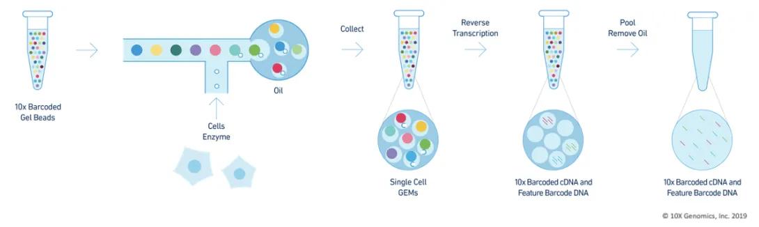 flowchart of 10X Genomics process