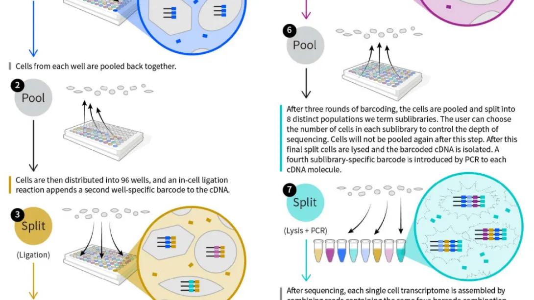 flowchart of Parse Biosciences