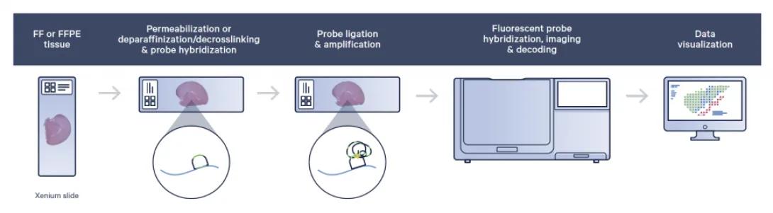 flow chart of 10X Genomics Xenium