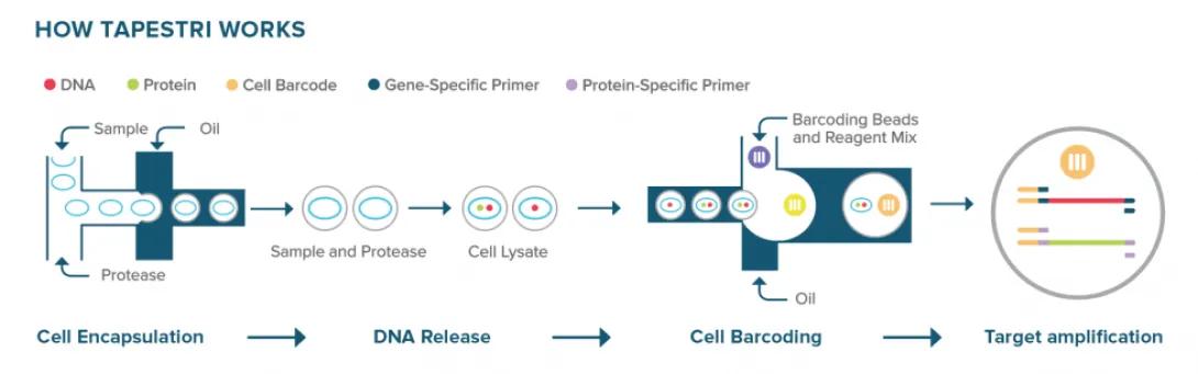 flow chart on How Tapestri Works