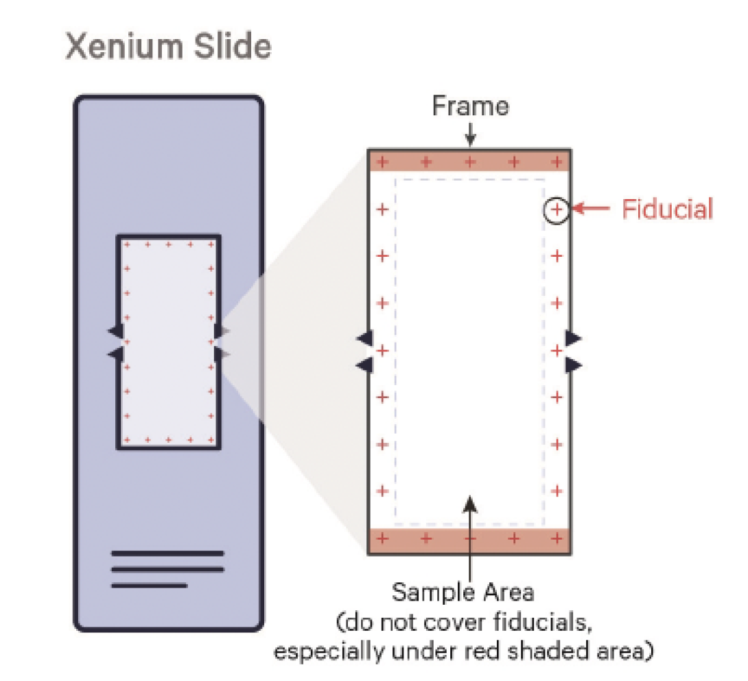 Xenium slides