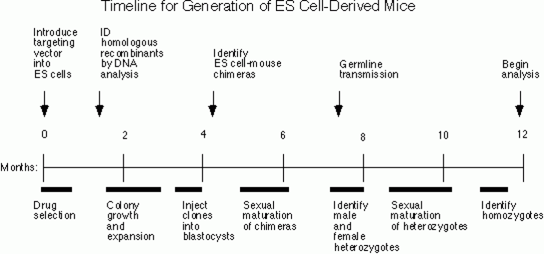 flowchart graphic indicating the Timeline for Generation of ES Cell-Derived Mice