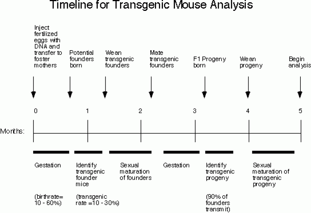 flowchart graphic indicating the Timeline for Transgenic Mouse Production/Analysis
