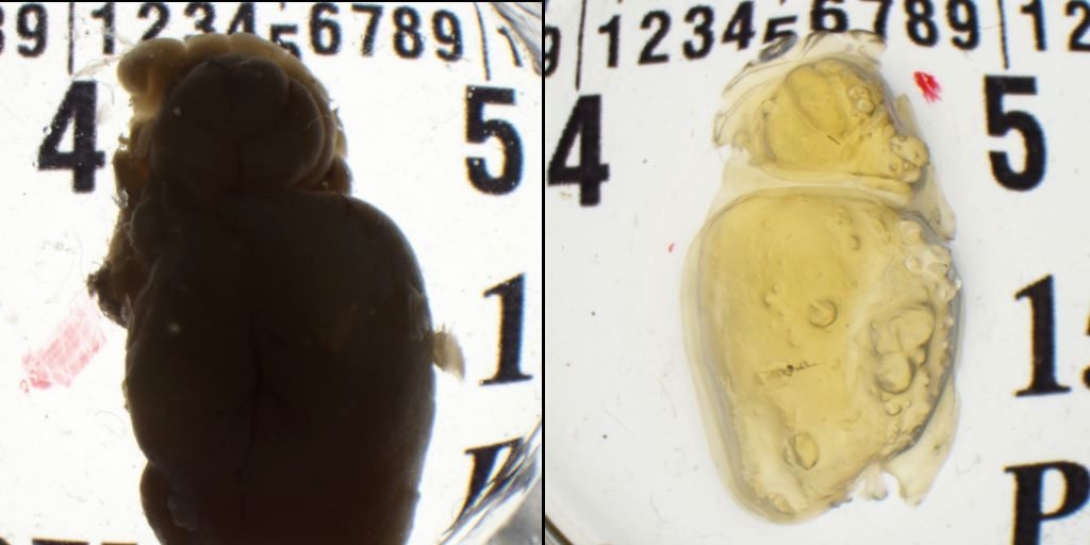 Photo of mouse brains, one with and one without the iDisco clearing protocol 