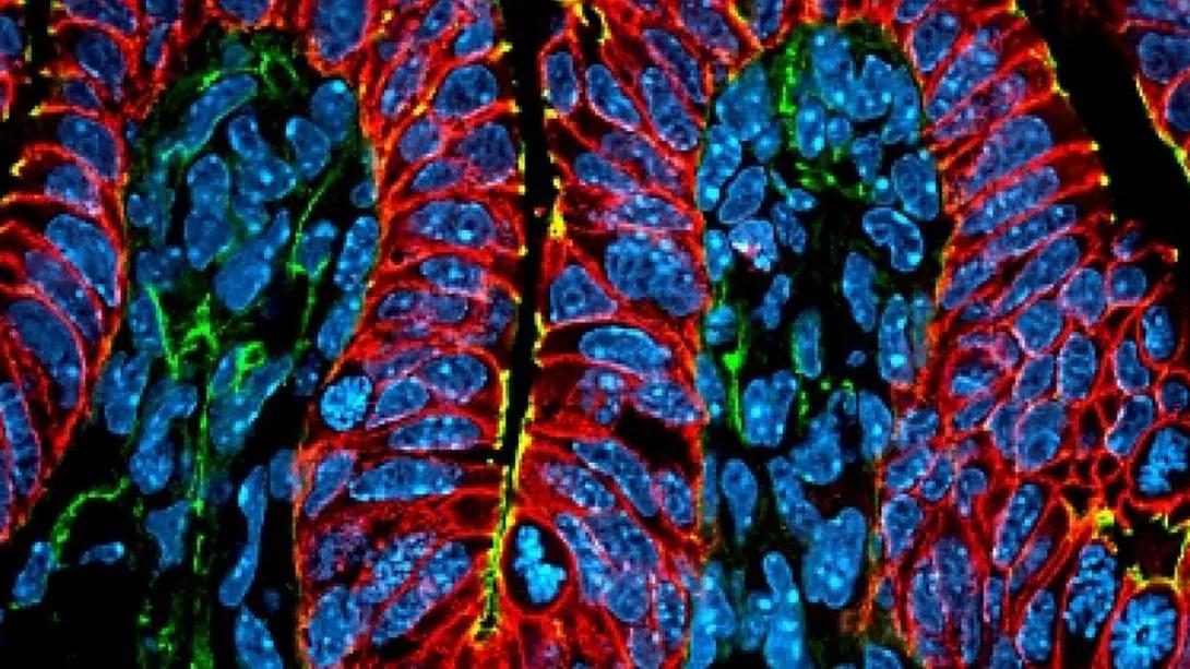 image of body cells.