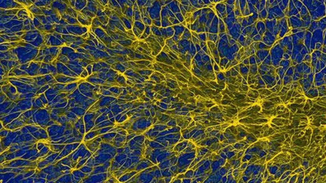 Image of body cells.