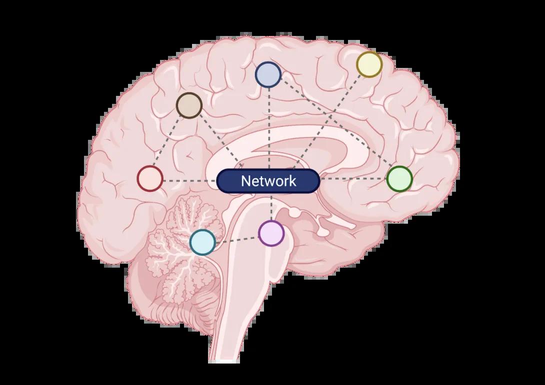brainnetwork