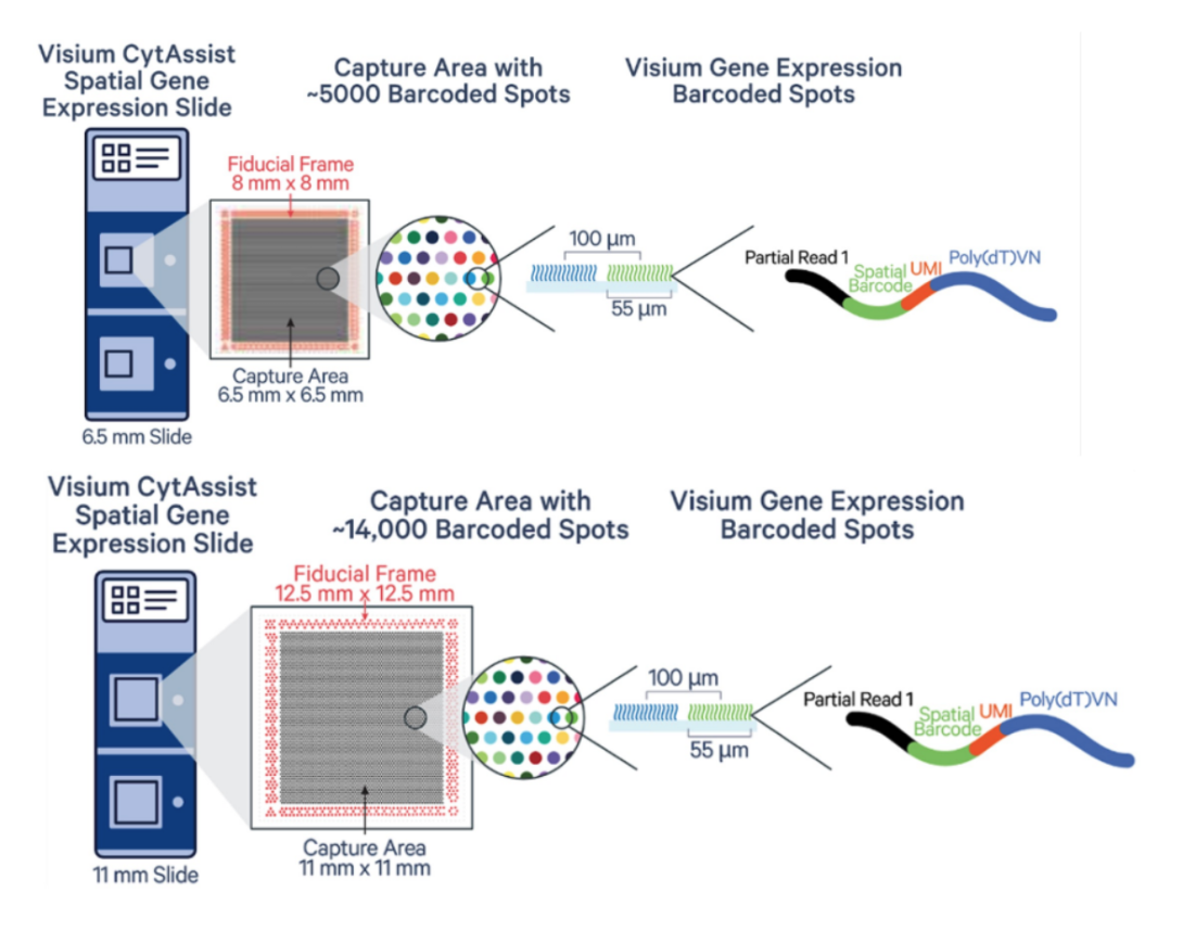 Diagram showing Visium CytAssist Spacial Gene Expression slide, Capture area, and visium gene expression barcoded spots