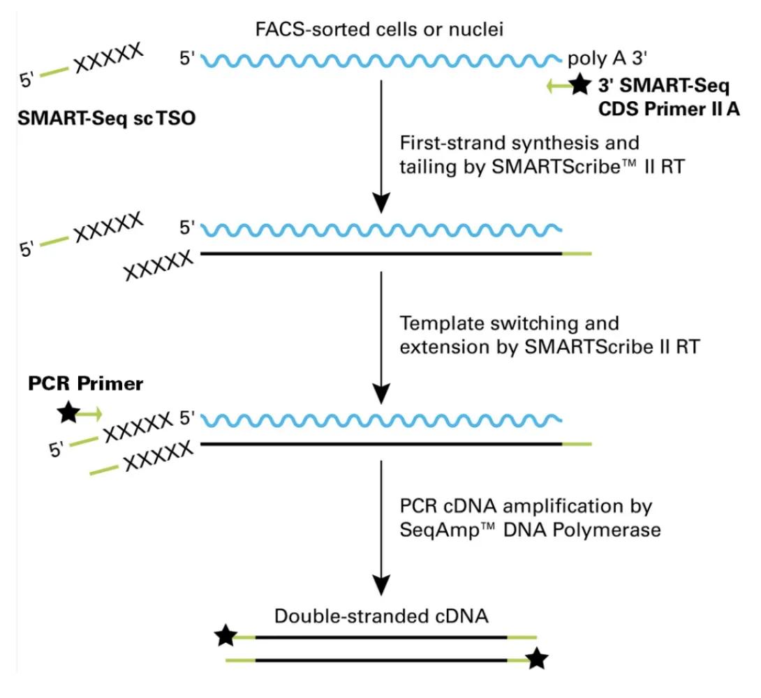 Diagram of SMART-Seq processing