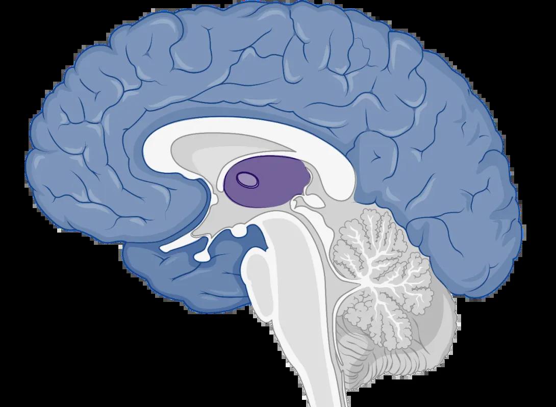 thalamus
