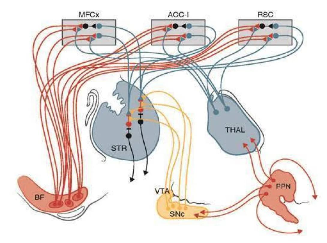Diagram of attentional motor interface