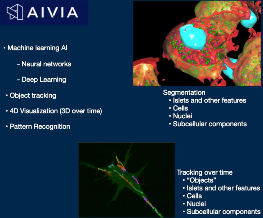 AI-based-morphometry