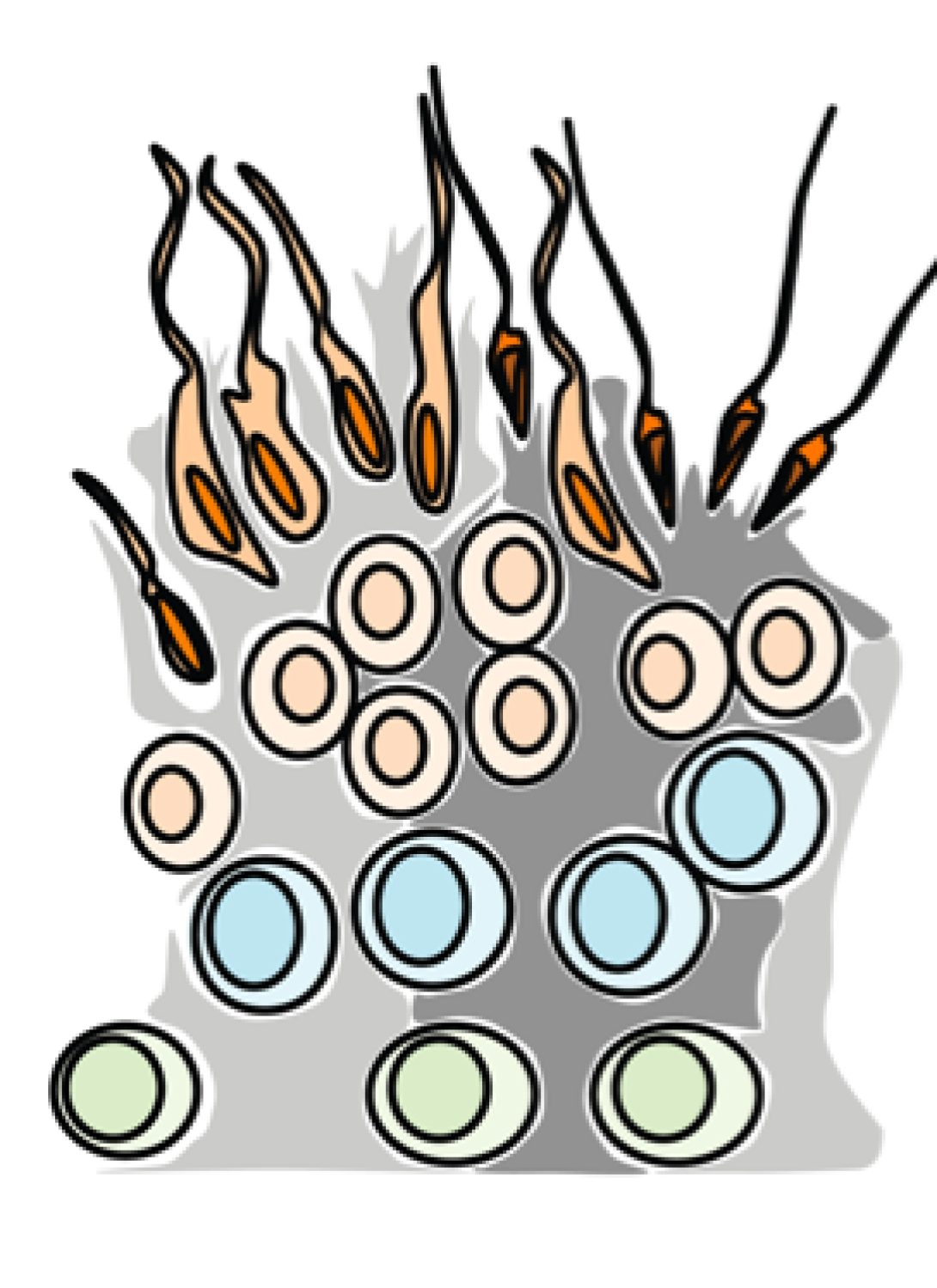 Educational illustration of reproductive system.
