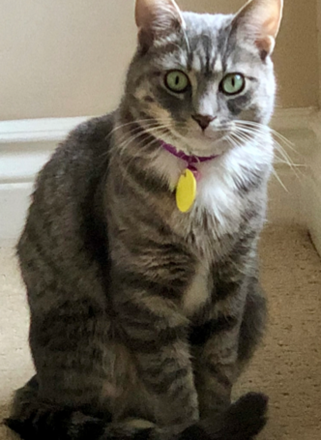 A gray and white cat