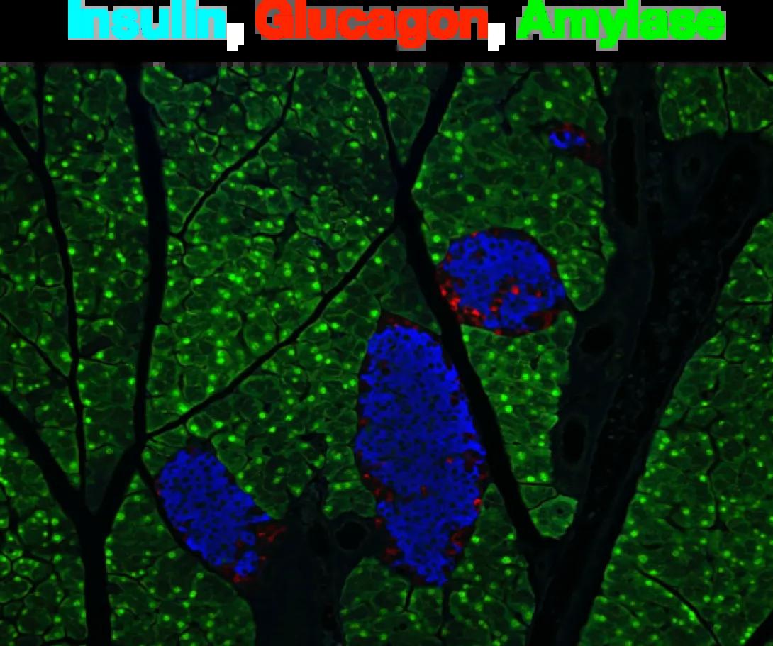islets-staining