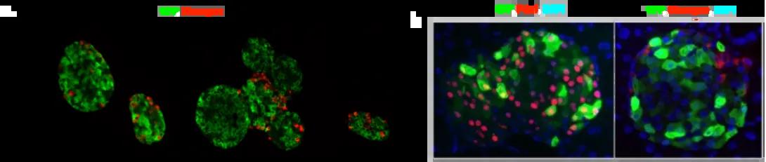 islets-transfections