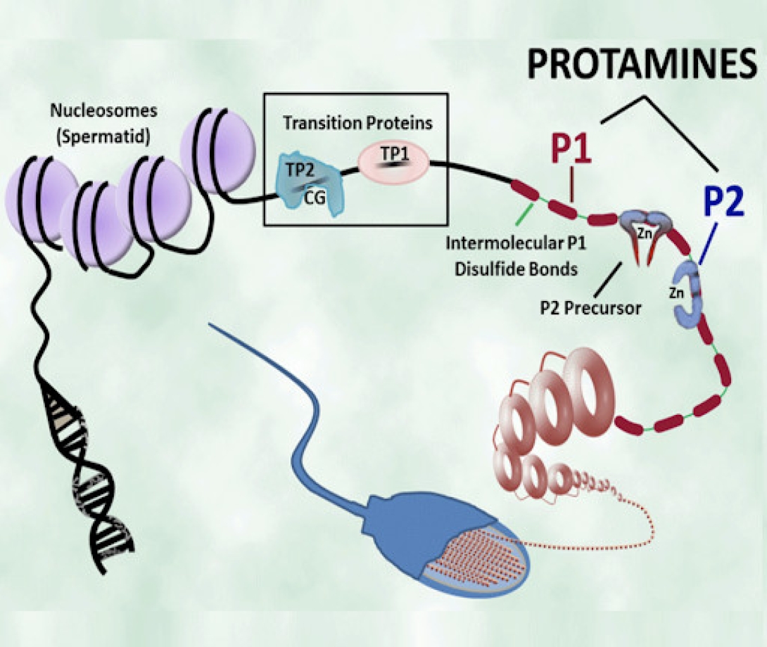 Diagram showing protein synthesis in a cell, with ribosomes, mRNA, tRNA, and amino acids.
