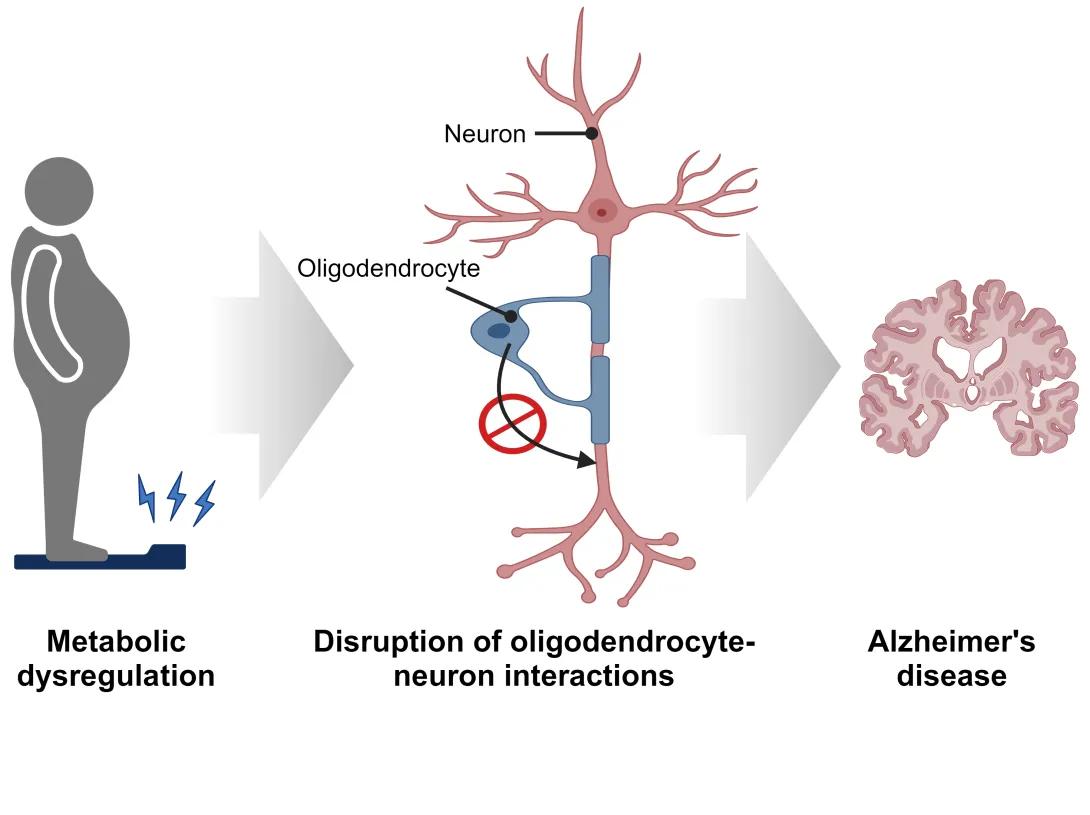 Oligodendrocytes | Neuronetwork