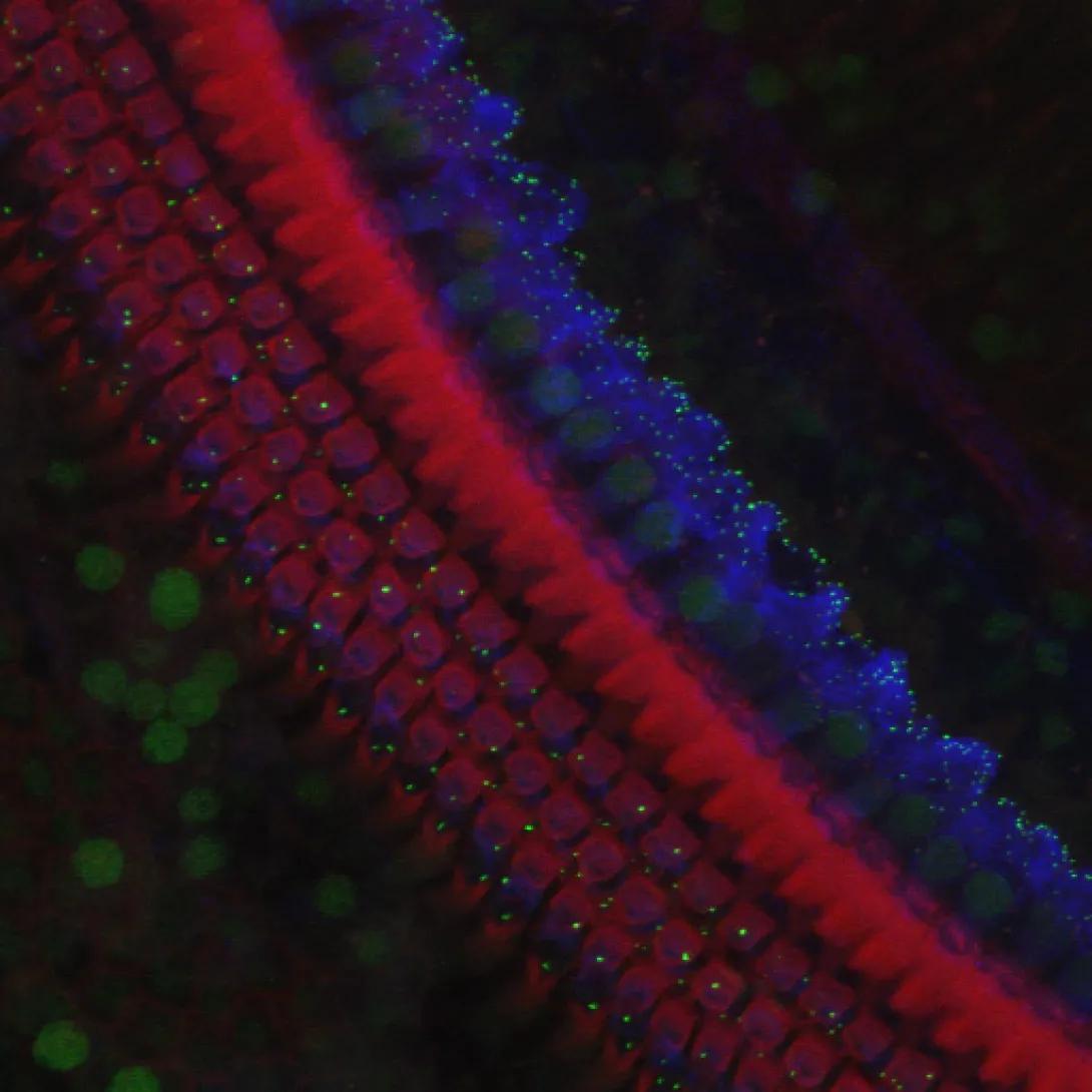 khri_altschuler_mouse_cochlea