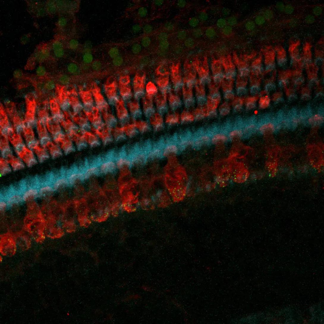 khri_altschuler_rat_auditory_epithelium
