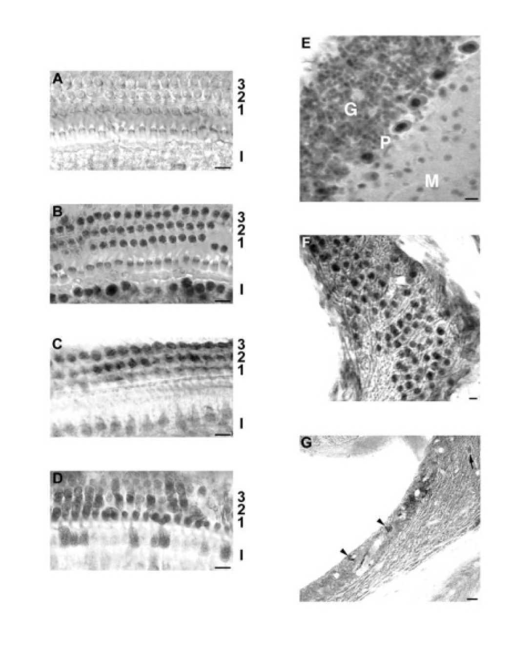 khri_altschulerlab_heatshockfactor1