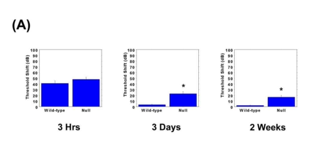 khri_altschulerlab_hsf1knockout