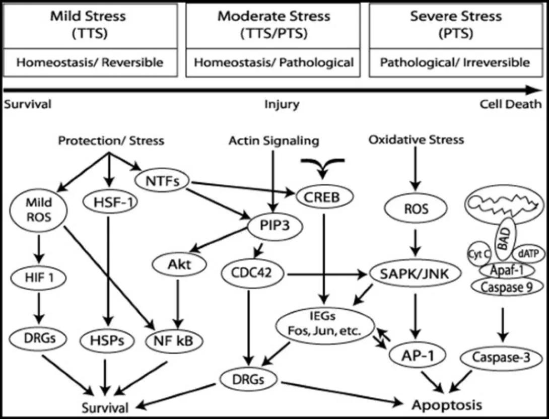 khri_altschulerlab_modelstresspathways