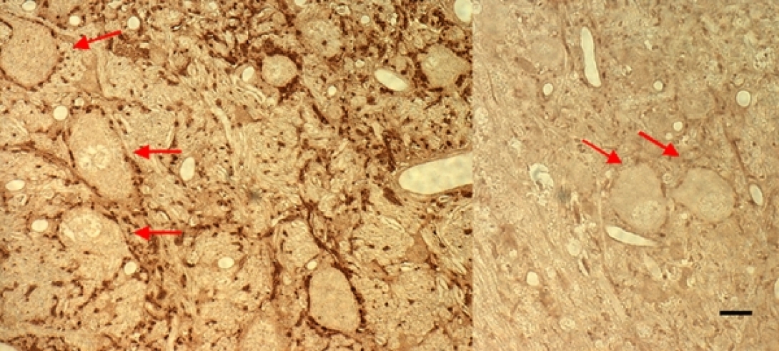 khri_altschulerlab_neurotransmission1_0