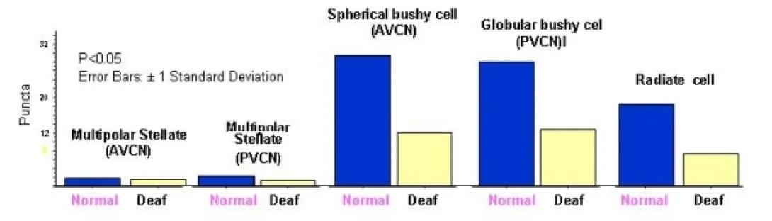 khri_altschulerlab_neurotransmission2